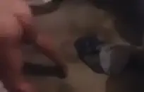 Xسكس حيوانات xnxx