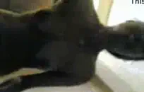 زب رامي طويل