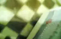 سكس امريكي بنات مراهقات في المدارس