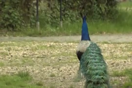 مص ولحس سكس افريقي عنيف